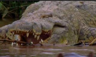 最大的鳄鱼有多重 世界上最大的鳄鱼